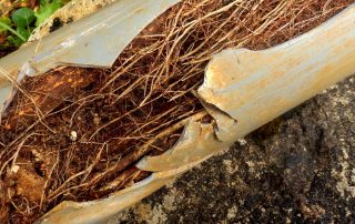 Split drainage pipe caused by ingress of tree roots